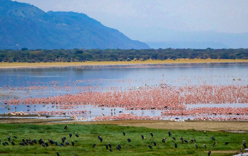 lake-manyara-bird1-974x614